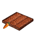 Carrot Plantation