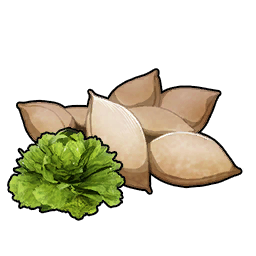 Lettuce Seeds