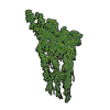 Big Wall Ivy